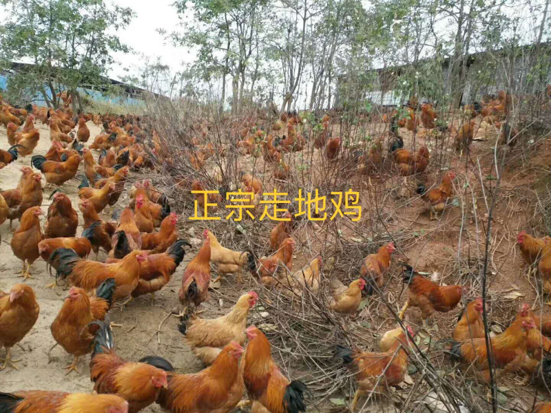 放山鸡
