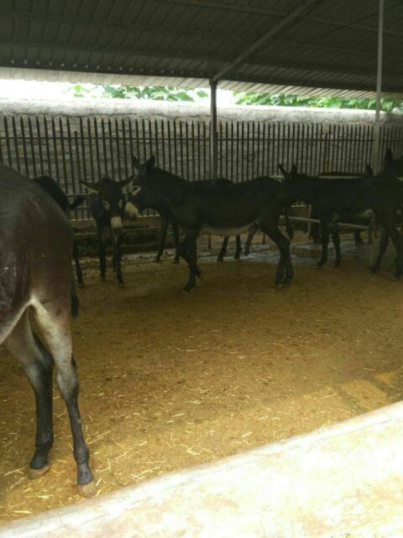 肉驴400~500斤