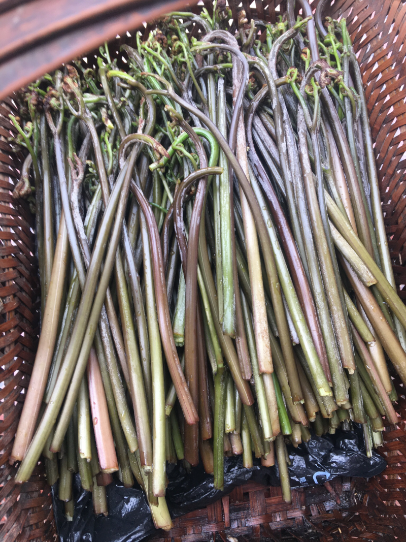 蕨菜