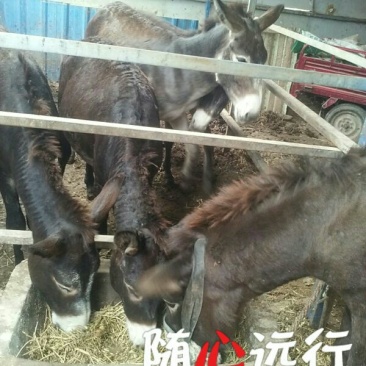 黑驴400~500斤