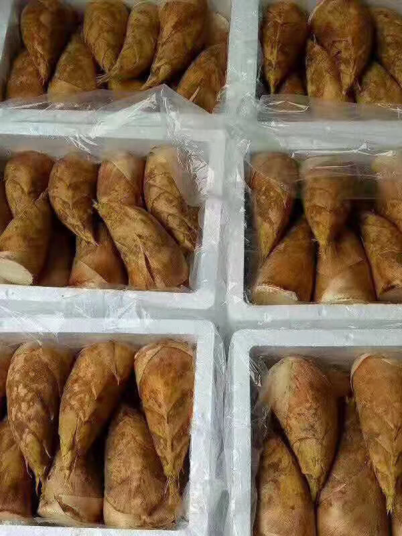专业做笋，每天大量供应，需要可以下单了
