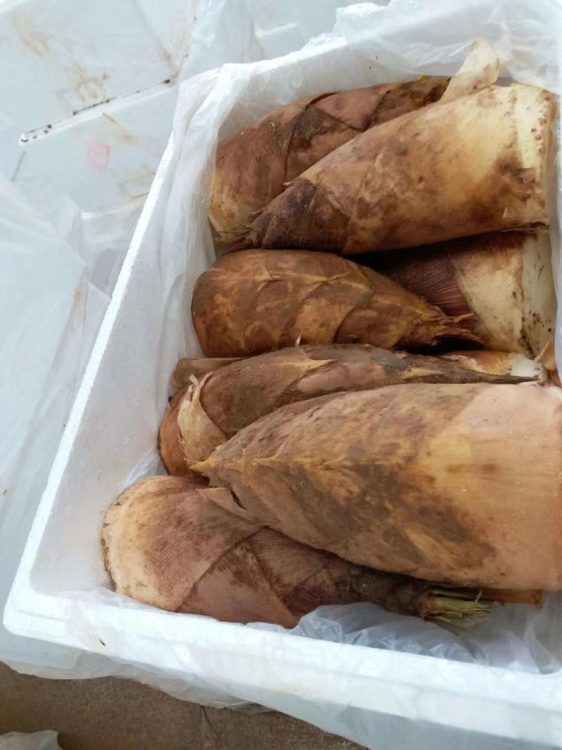 专业做笋，每天大量供应，需要可以下单了