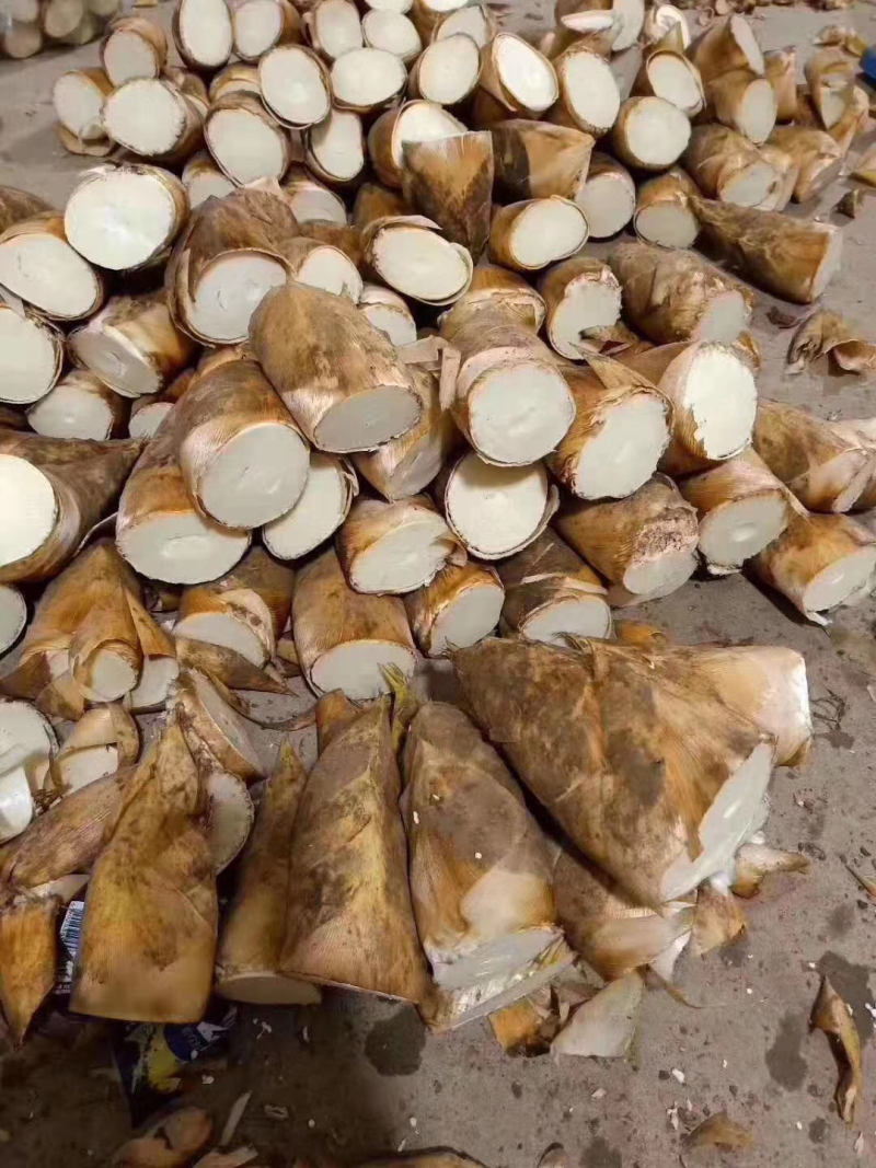 专业做笋，每天大量供应，需要可以下单了