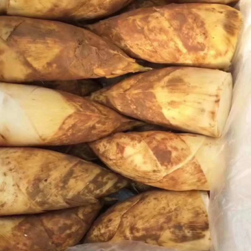 专业做笋，每天大量供应，需要可以下单了