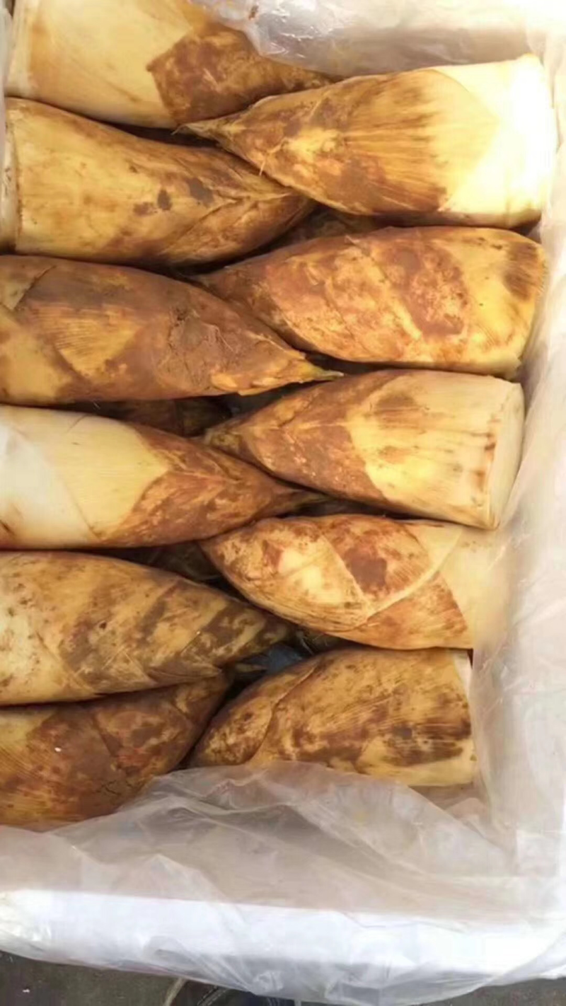 专业做笋，每天大量供应，需要可以下单了