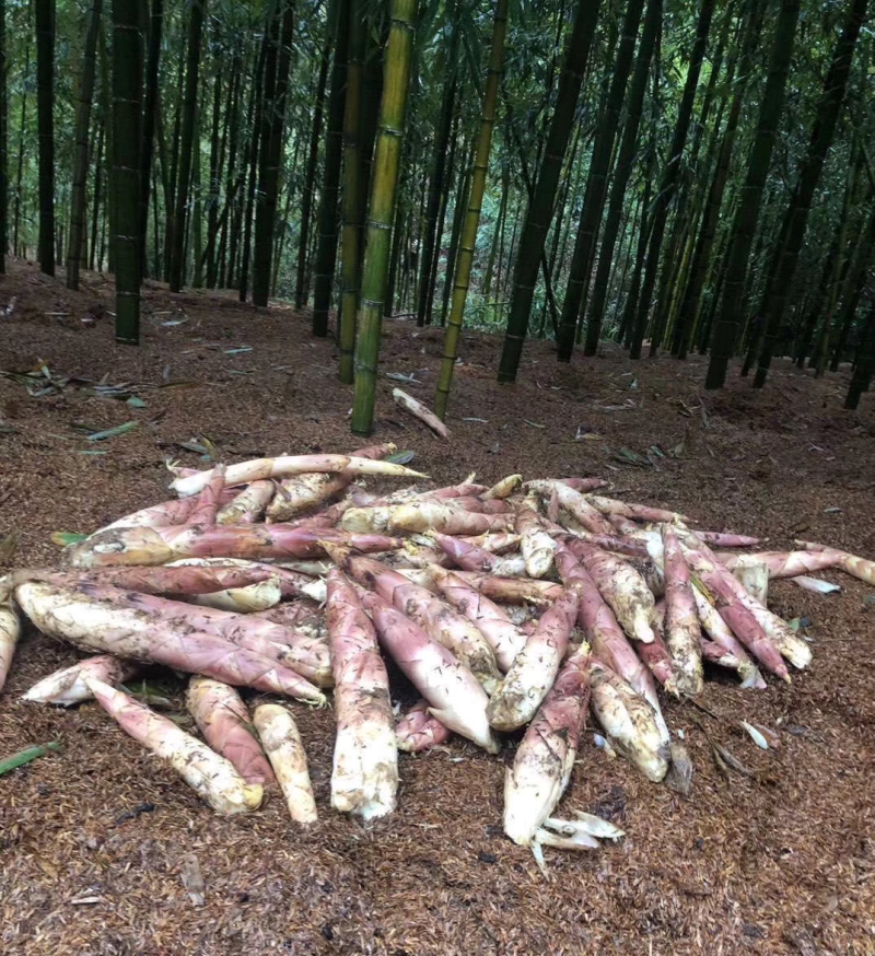 专业做笋，每天大量供应，需要可以下单了