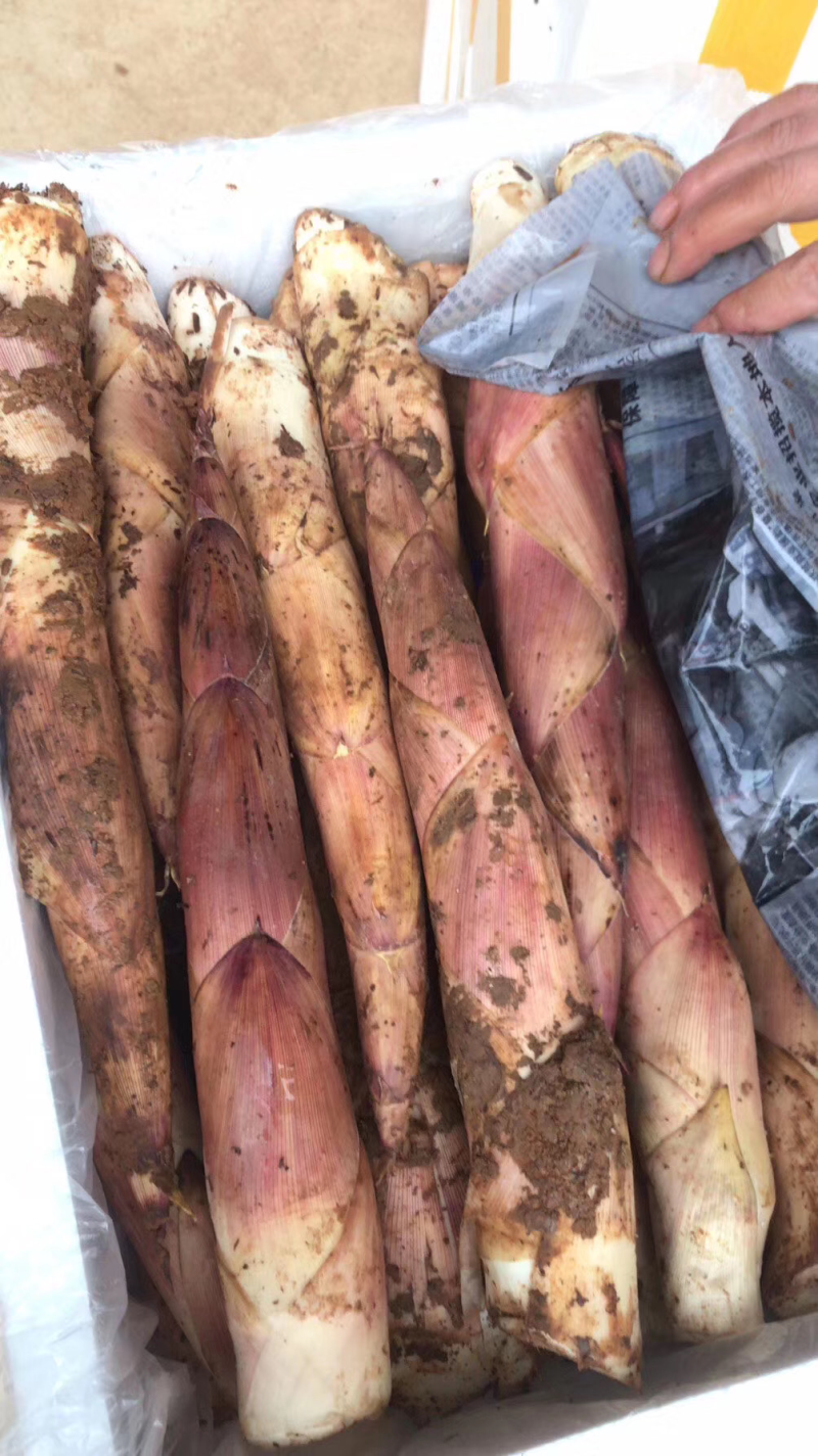 专业做笋，每天大量供应，需要可以下单了