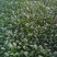 全能菠菜20~25厘米
