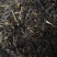 板兰根种子