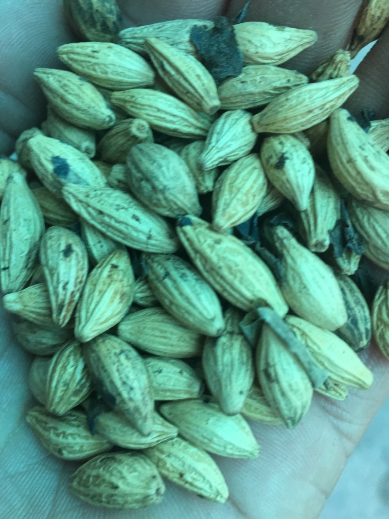 桂花种子