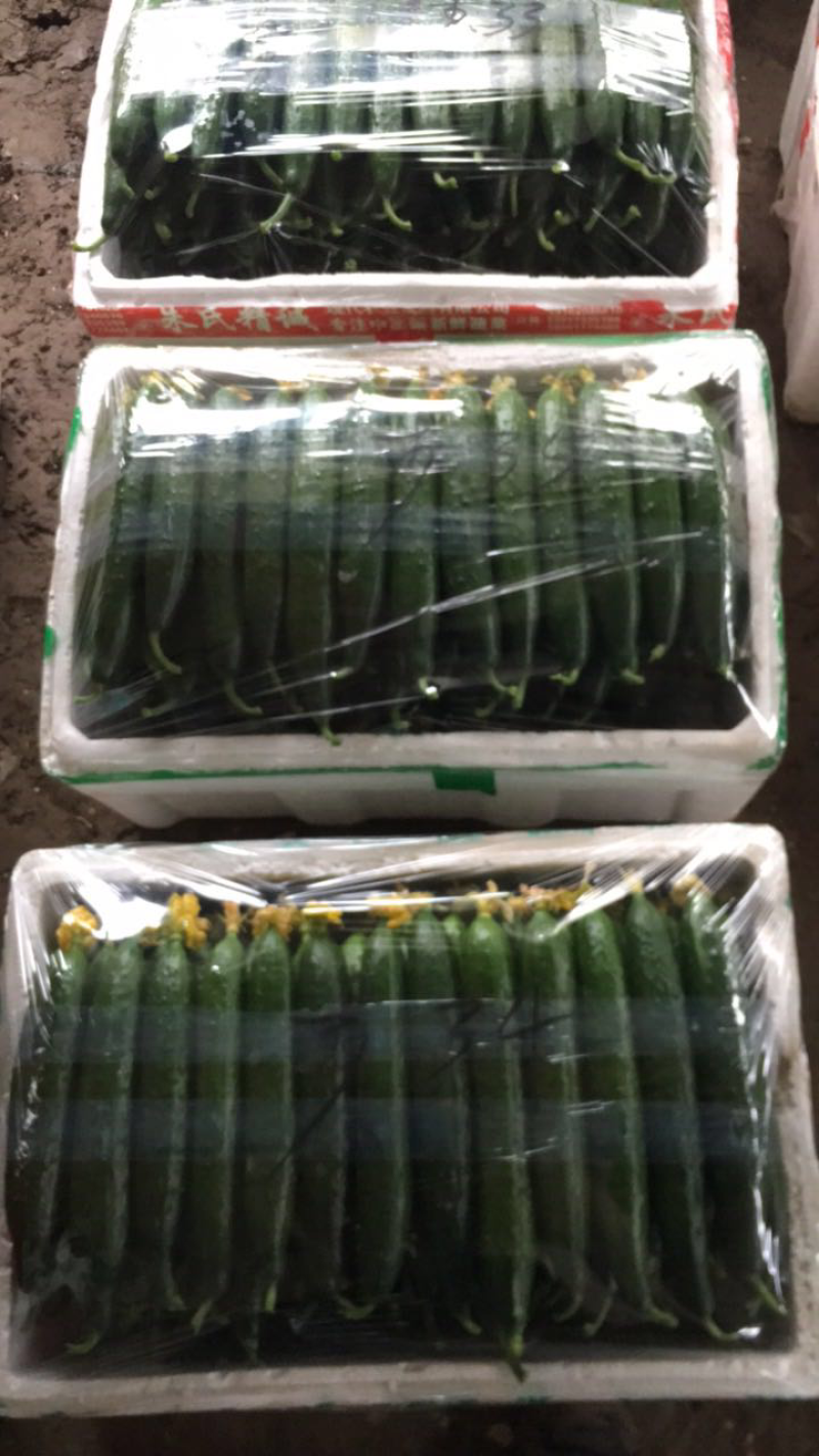 精品黄瓜