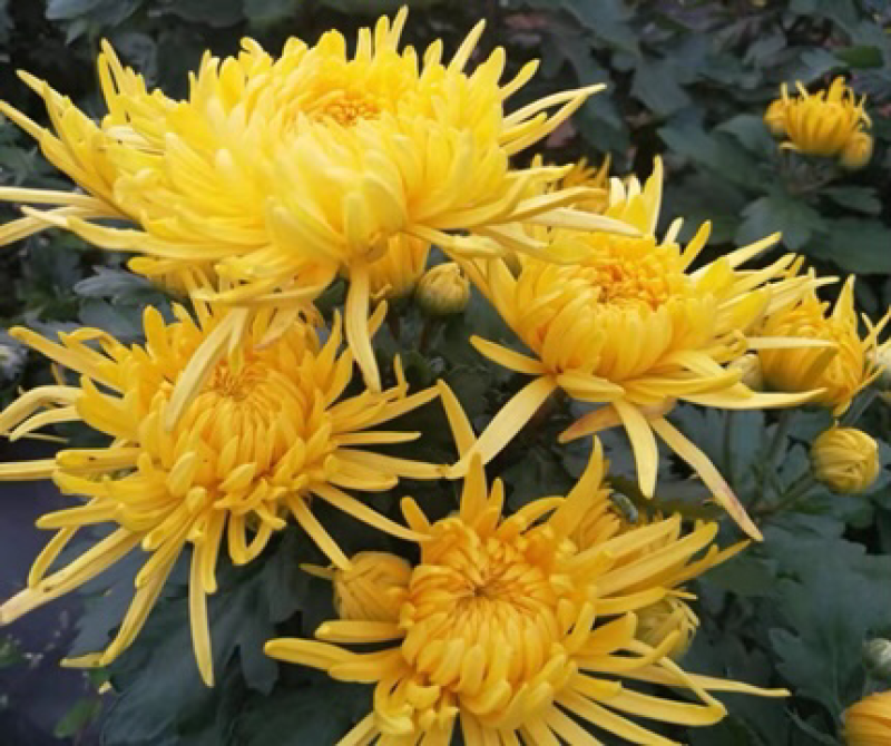 菊花苗