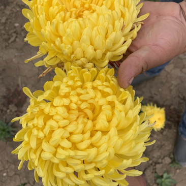 菊花苗