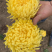 菊花苗