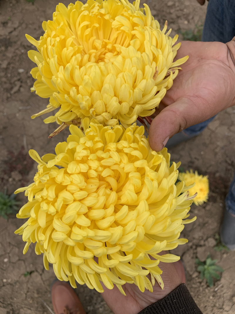 菊花苗