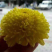 金丝皇菊绣球花，原产地直卖，一罐50克，包装陏机