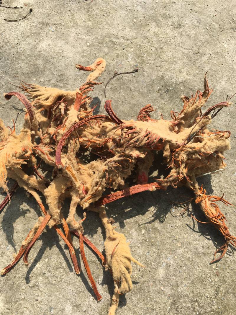 铁树雌花