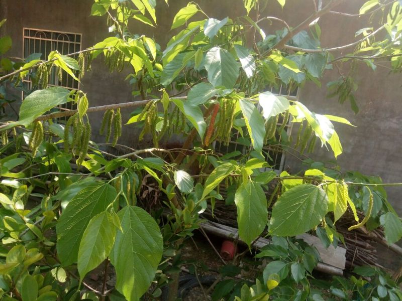 长果桑树苗，台湾四季长果桑苗