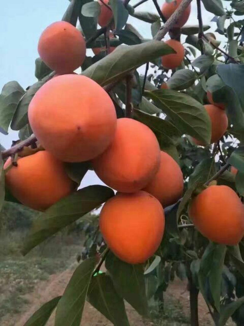 柿饼1~2两