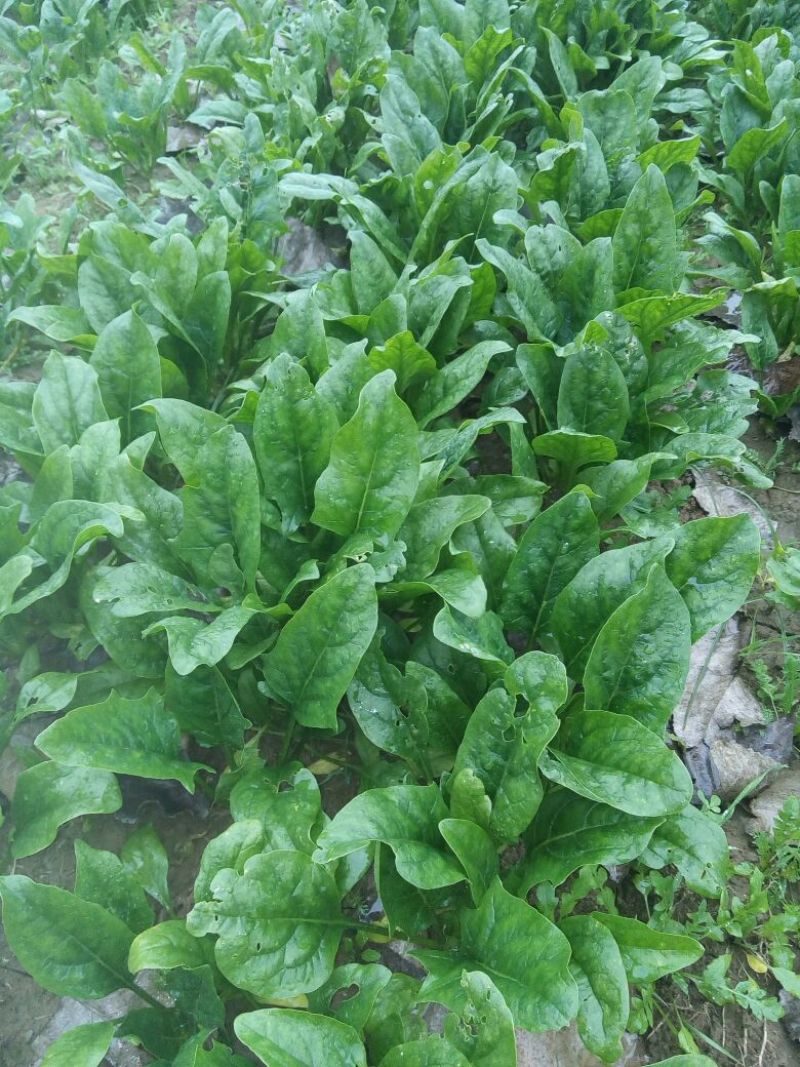 大叶菠菜25~30厘米