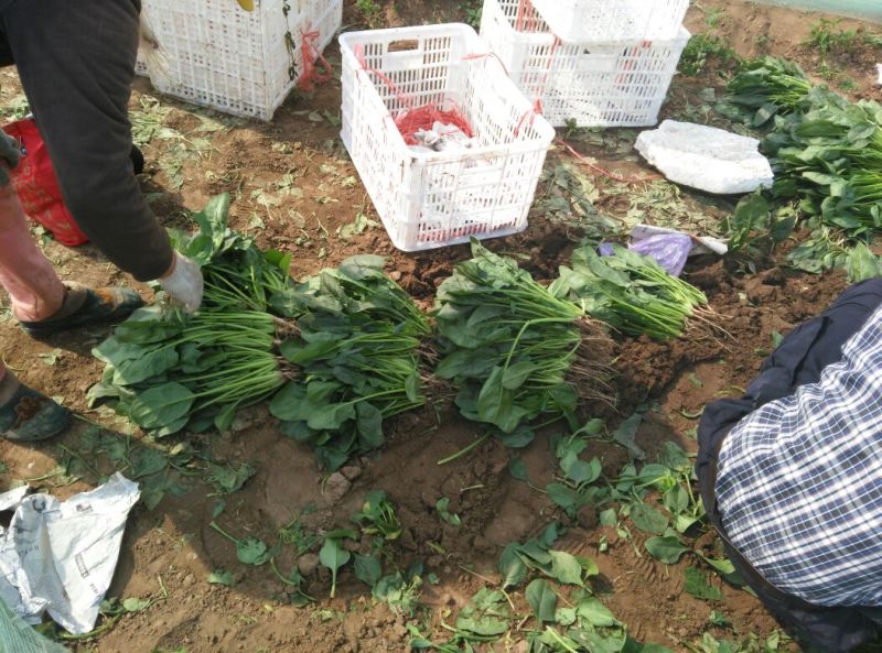 黑叶菠菜20~25厘米