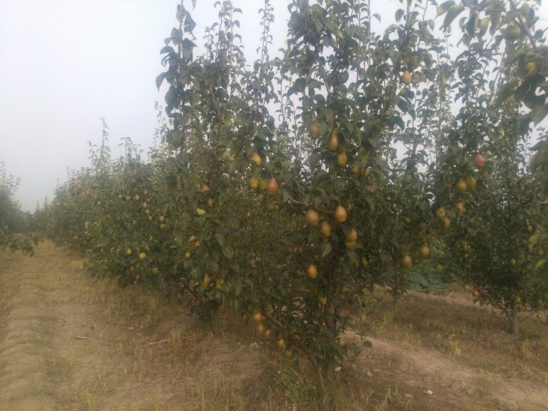 红香酥梨150~200g光果