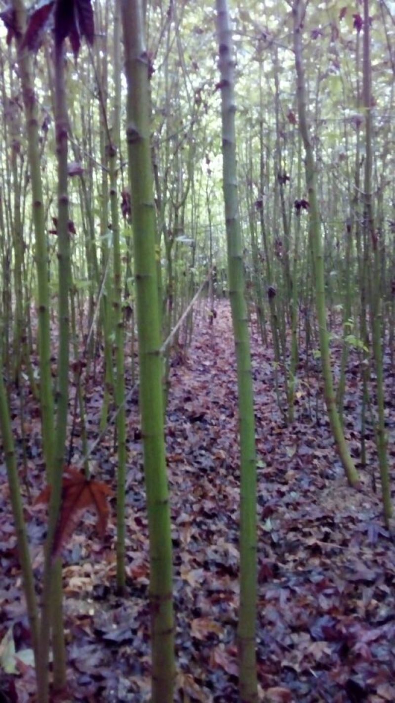 青枫201~230cm