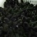 绿壳蛋鸡苗250克以下脱温苗