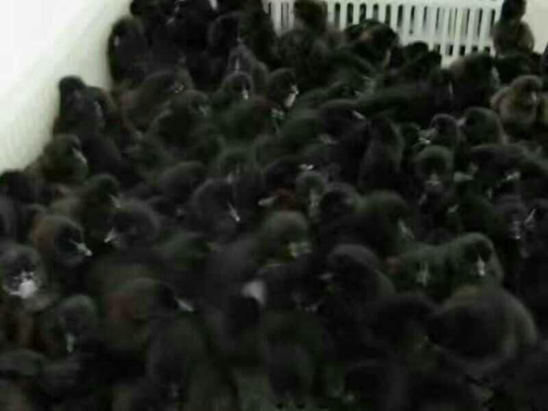 绿壳蛋鸡苗250克以下脱温苗