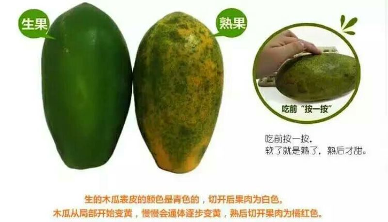 大青木瓜1.5~2斤