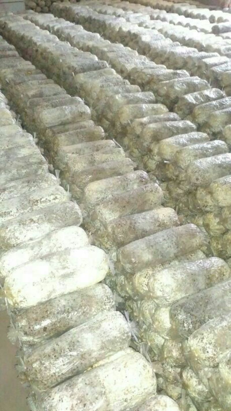 平菇菌种栽培种，一手好货，欢迎咨询采购。