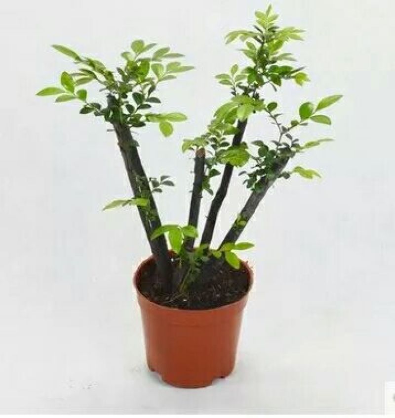 小叶紫檀紫檀盆景苗紫檀老桩室内阳台盆栽花卉绿植耐寒四季