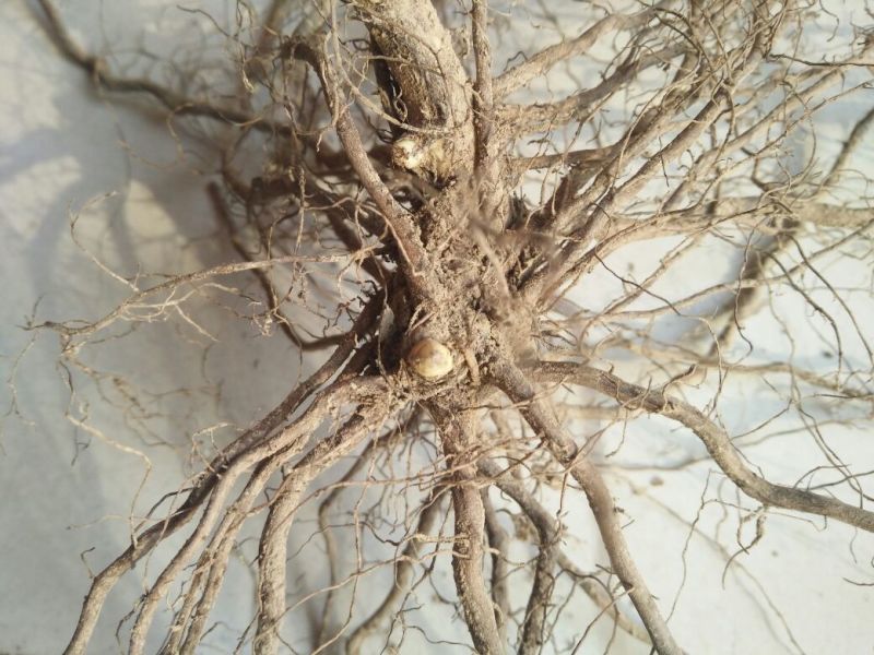 树莓苗10~30cm