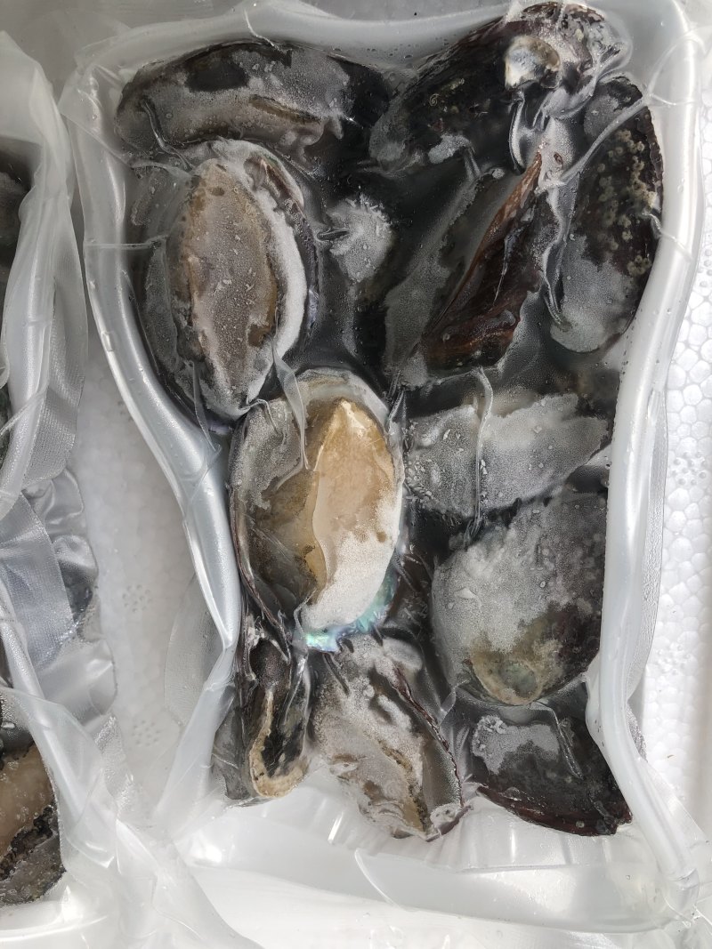 鲍鱼
