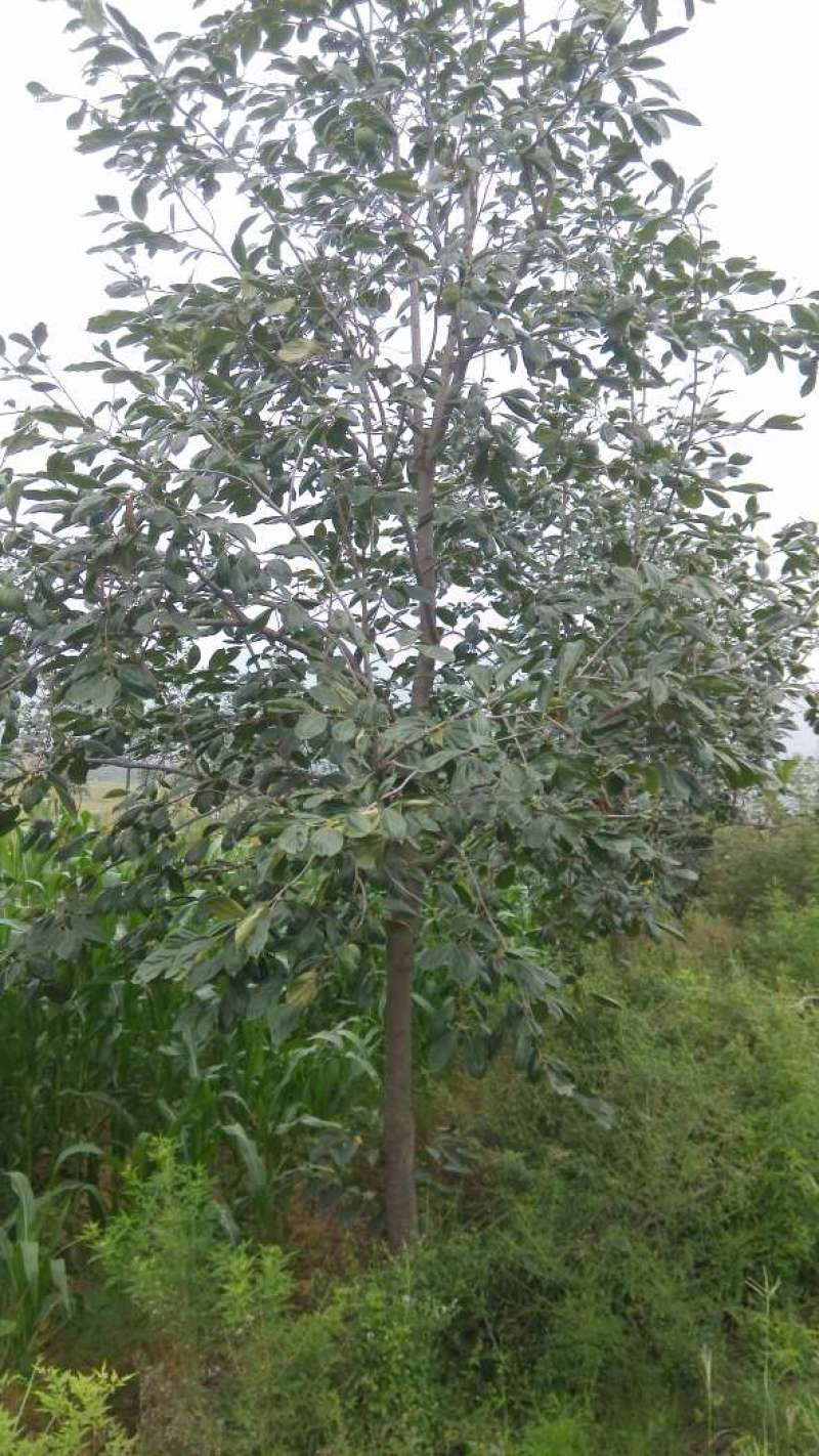 柿树