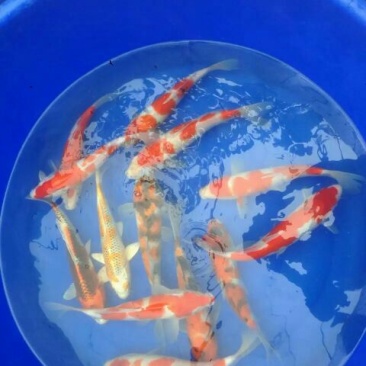 锦鲤鱼苗1~2公斤