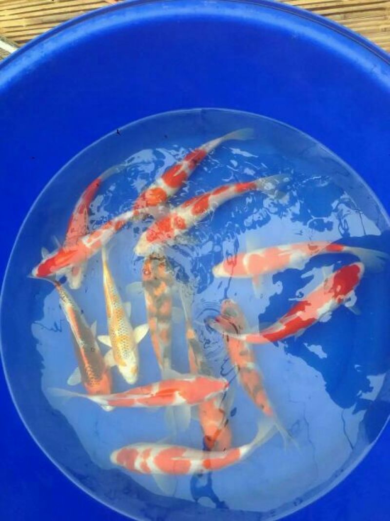锦鲤鱼苗1~2公斤