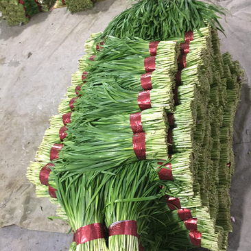 寿光韭菜欢迎您：头刀小叶精品小捆，产地直销，发货全国