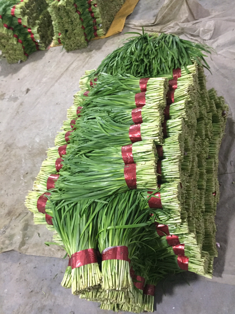 寿光韭菜欢迎您：头刀小叶精品小捆，产地直销，发货全国