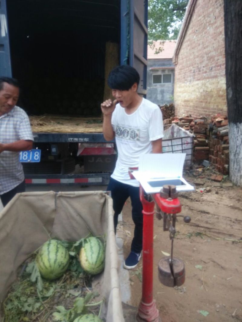 龙卷风西瓜8斤打底9成熟1茬
