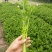 西安市阎良区上市了西芹55cm以上西吉芹菜