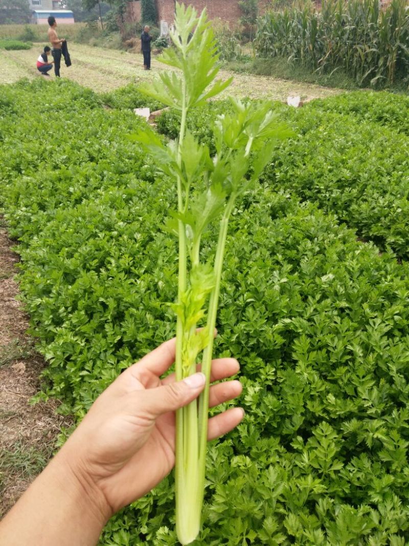 西安市阎良区上市了西芹55cm以上西吉芹菜