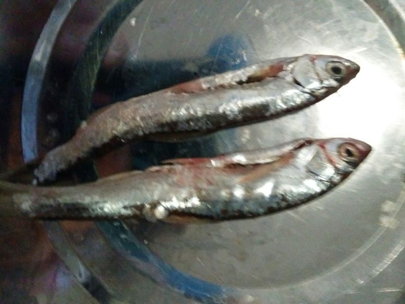 小白鱼