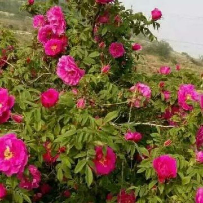 玫瑰花茶