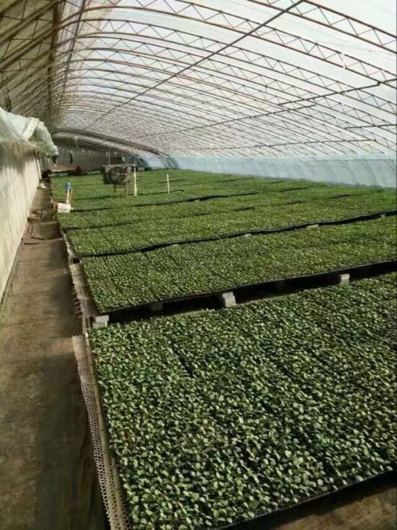 穴盘