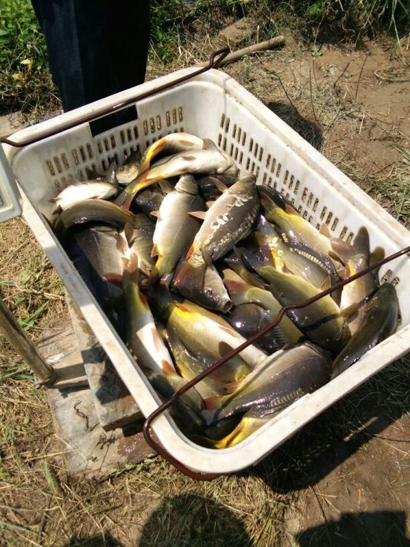 池鲤鱼食用1~2公斤