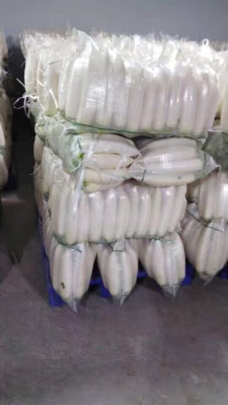 白萝卜