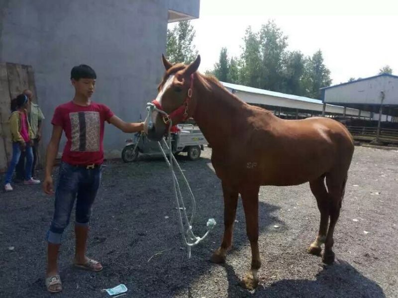 半血马