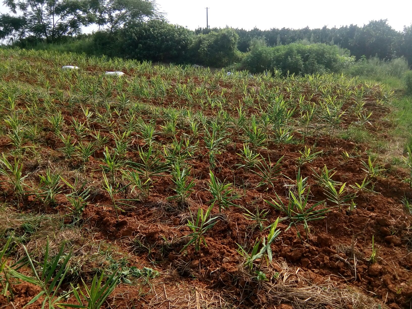 江西新余市渝水区小黄姜 2两以上 带土批发_李