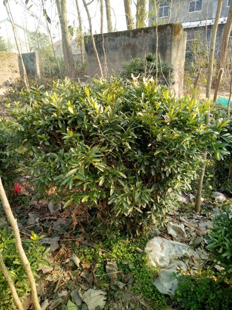 雀舌黄杨苗20~30cm